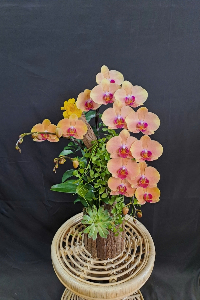 Lan Hồ Điệp Vàng Cam - LHD419