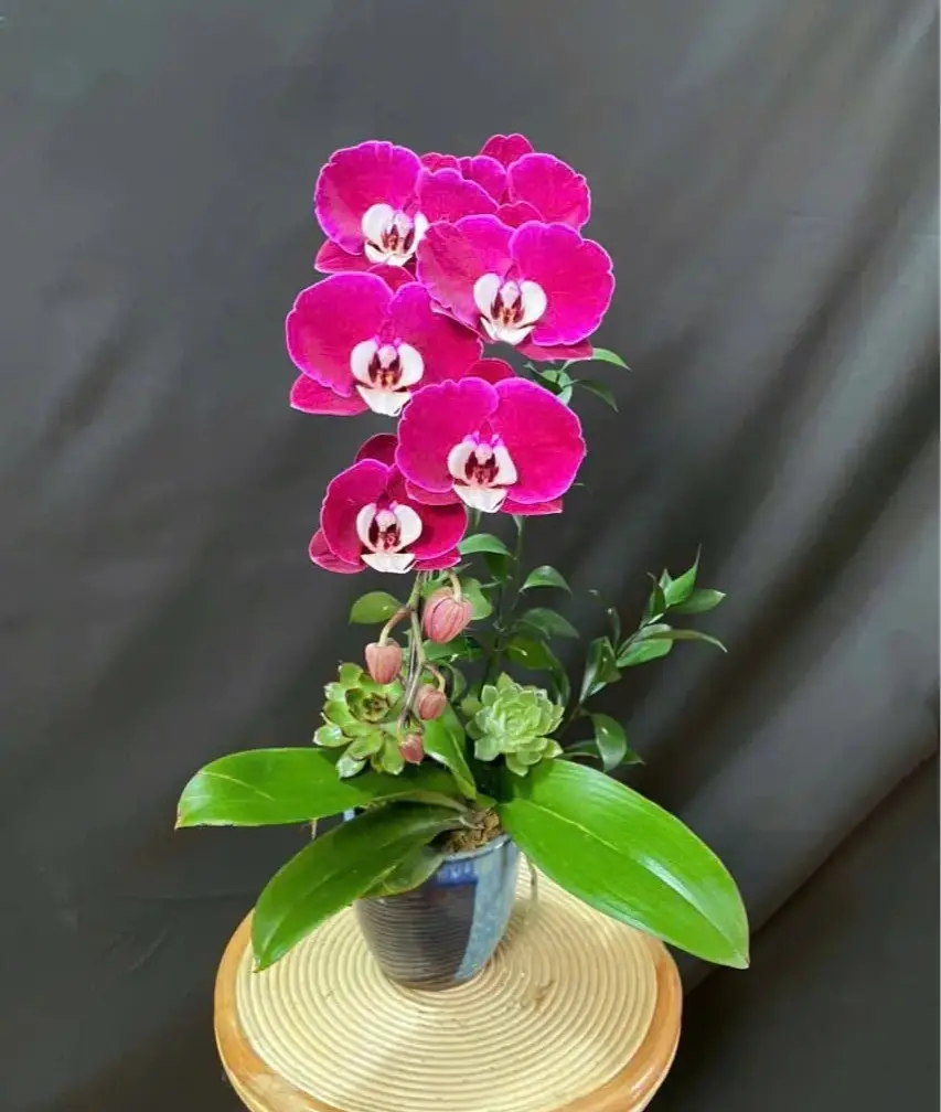 Sắc Hồng Thanh Quý