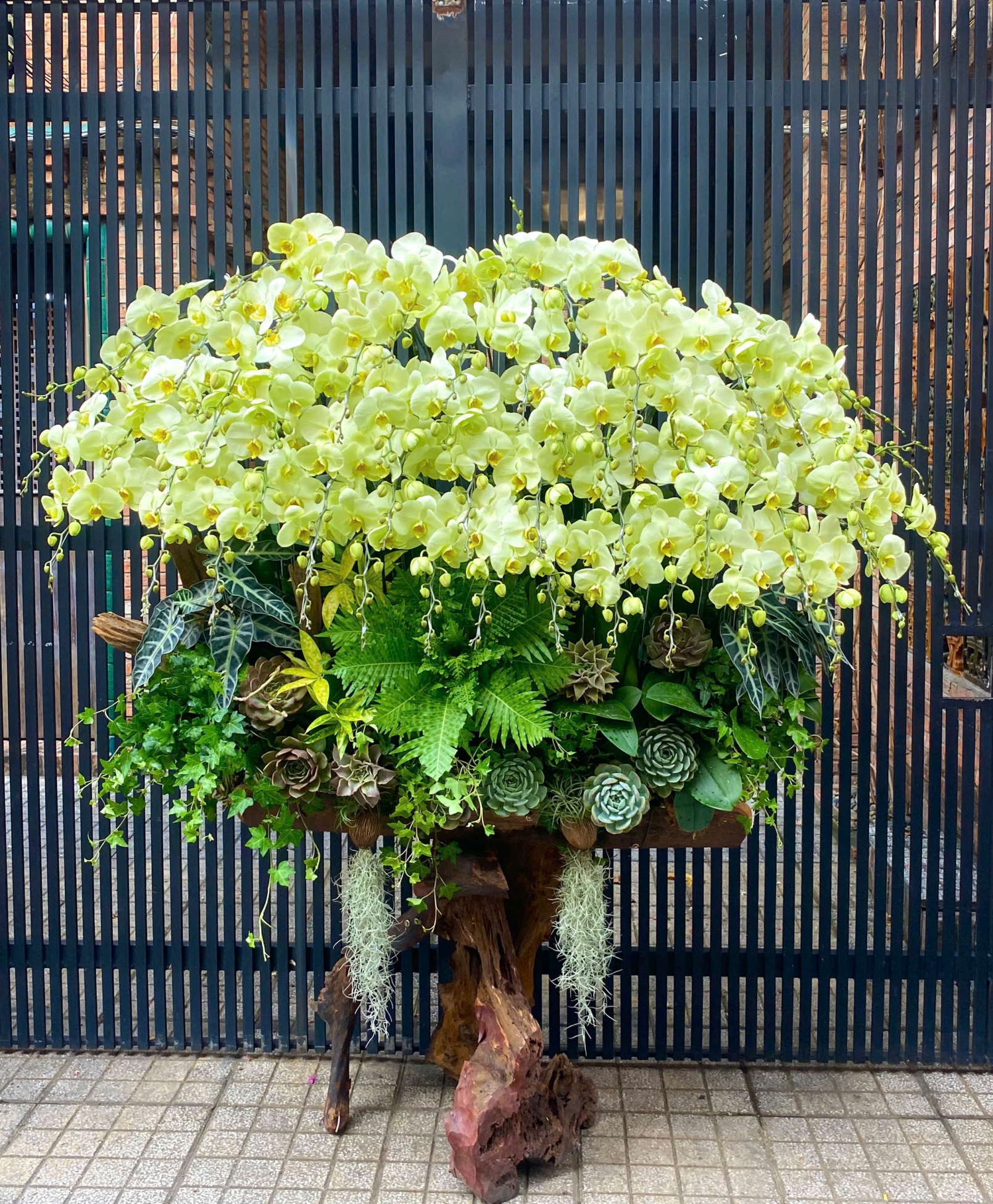 Lan Hồ Điệp Vượng Phát Trường Xuân - LHD048