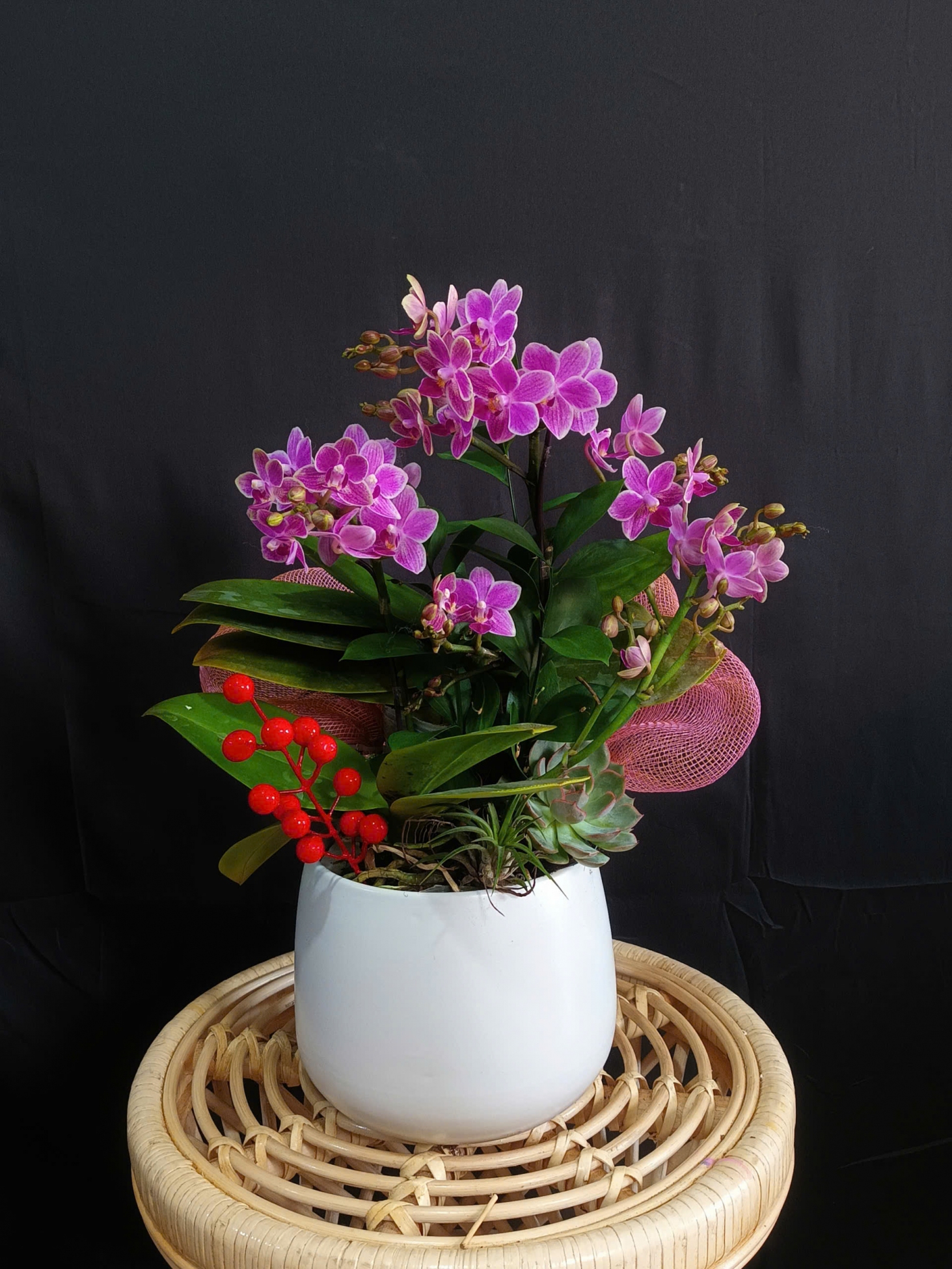 Lan Hồ Điệp Tuyết Hồng Vân - LHD170