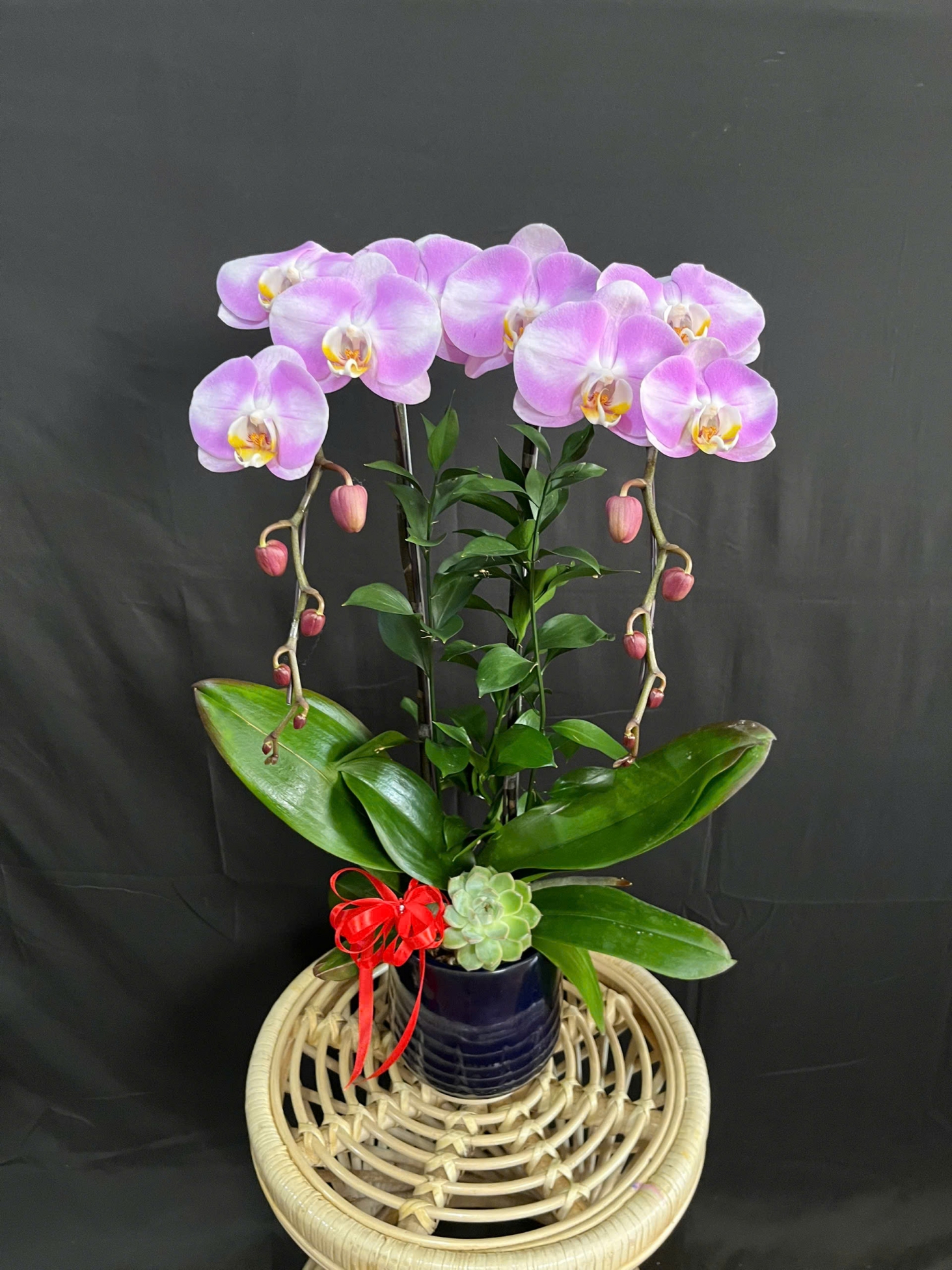 Lan Hồ Điệp Bạch Hồng Thanh Nhã - LHD171