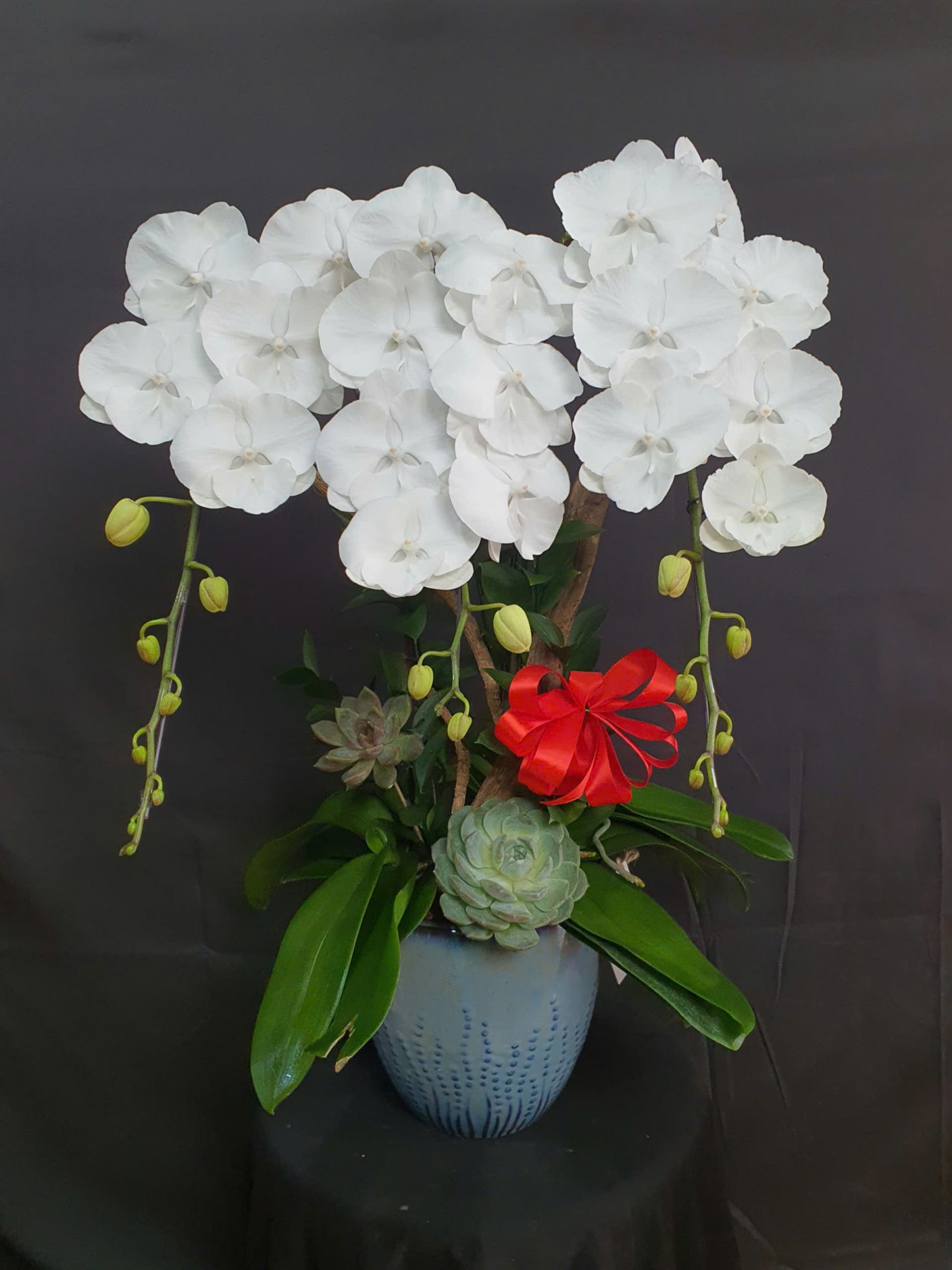 Lan Hồ Điệp Bạch Ngọc Thanh Khiết - LHD058