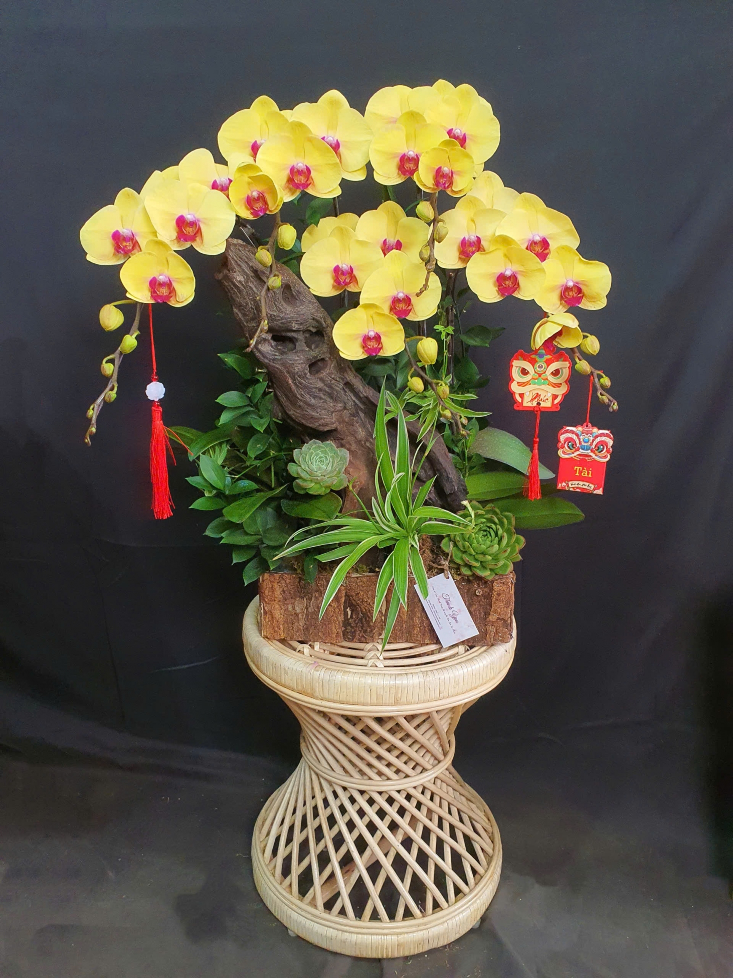 Lan Hồ Điệp Cam Hạ Nắng - LHD267