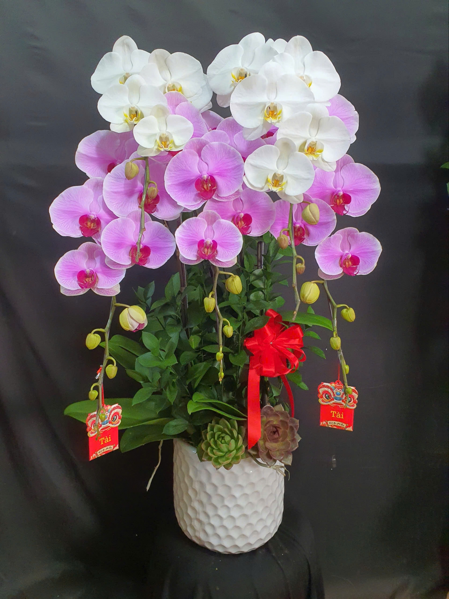 Lan Hồ Điệp Hồng Ngân - LHD272