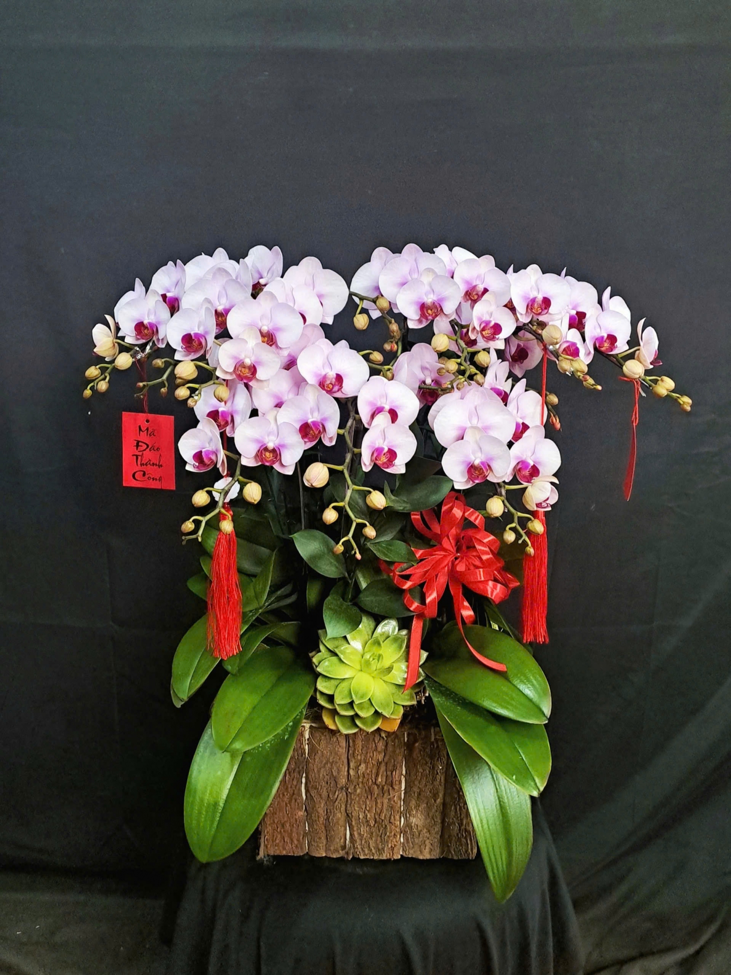 Lan Hồ Điệp Tuyết Hồng Hoàng Kim - LHD208